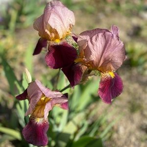 Meet your Posher, Pooja